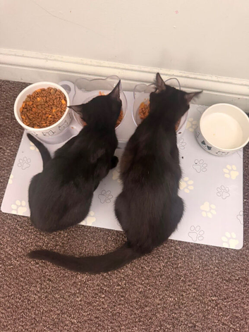Kittens