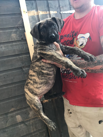 Presa canario females