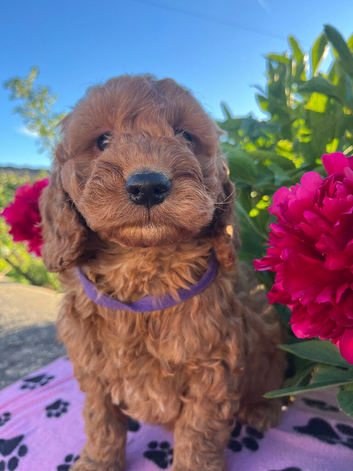 Cockapoo puppies