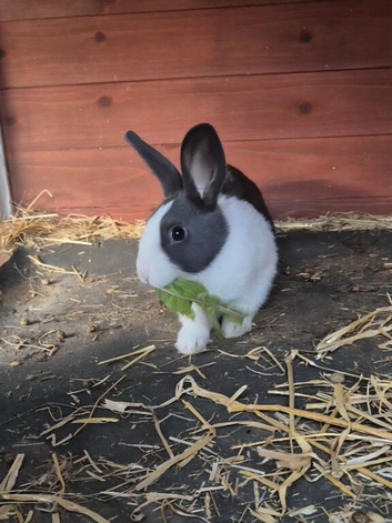 Dutch Bunny