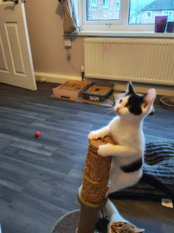 Boy kittens ready to leave their mum forr their new home,