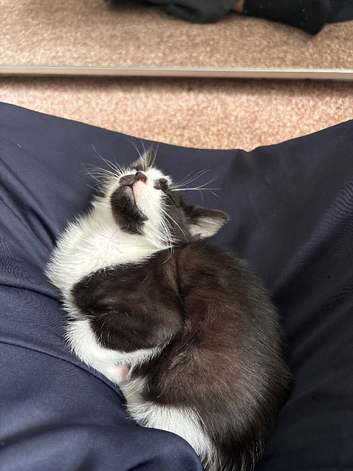 Mixed breed kitten