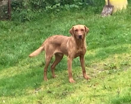 Pedigree Foxred Labrador for sale