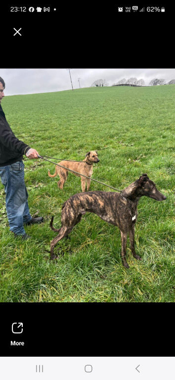 Lurcher pups