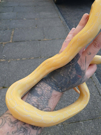 Reticulated python phanton lavender