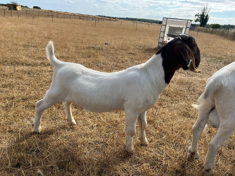 Cracking entire  Pedigree Boar Buckling