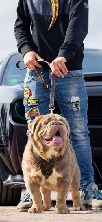Lilac tri Full Suit Fluffy English Bulldog For Stud