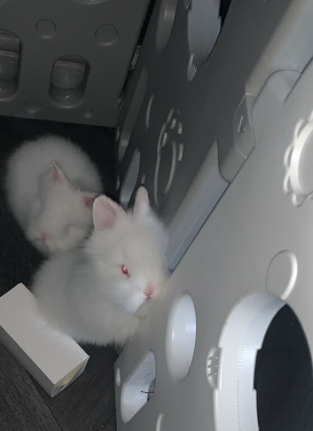 2 Snow White fluffy lion head rabbits