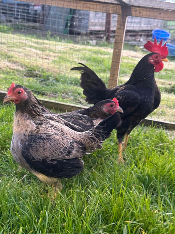 2x Trio of Furnace Old English Game bantams
