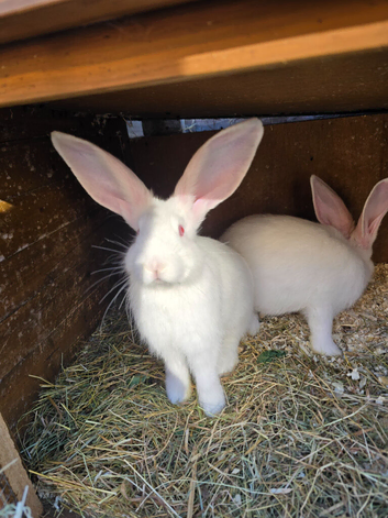 Continental Giant Rabbit Kits - Available for Booking