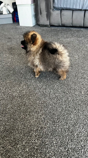Small Pomeranian boy
