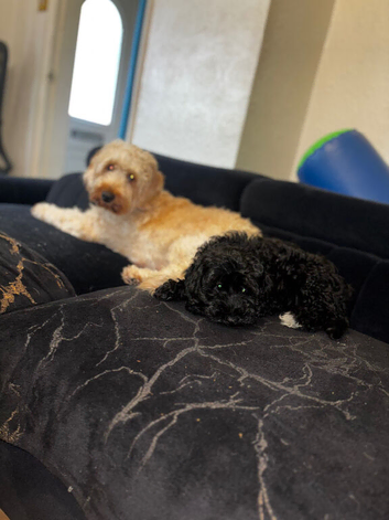 Stunning female f1b  cockapoo