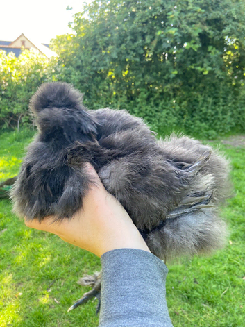 Black silkie breeding pair