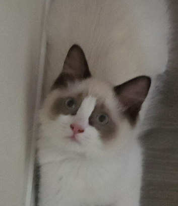 Ragdoll boy