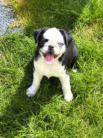 Panda pug girl