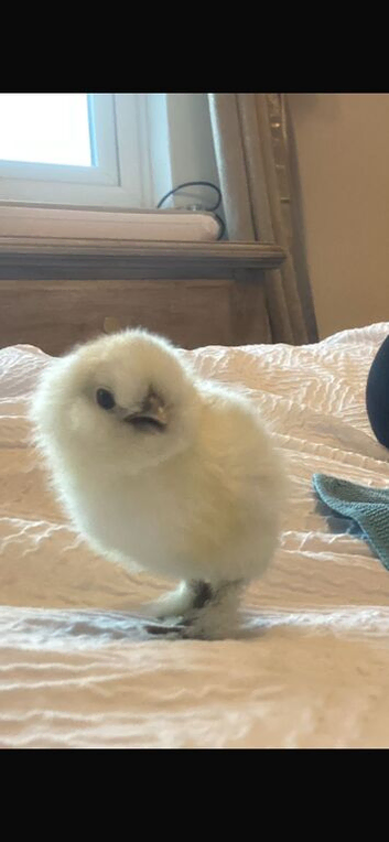 One silkie left