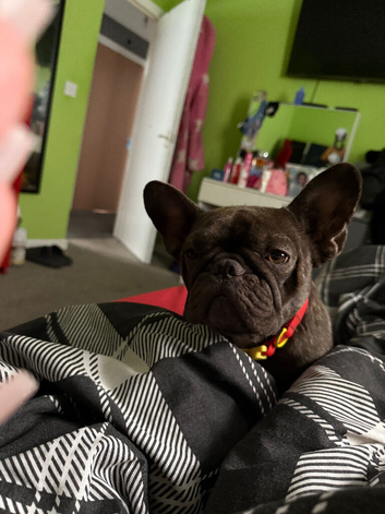 Female frenchie