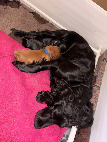 Chunky golden boy