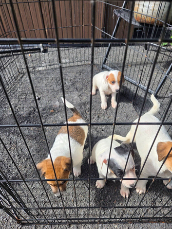 Jack russell pups