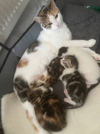 2 calico girls kittens - and 1 boy tabby grey/calico