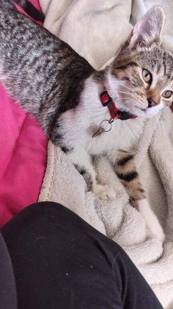 Mila bengal cross
