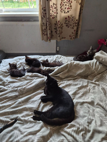 3 kittens 2 black one tabby ready to leave