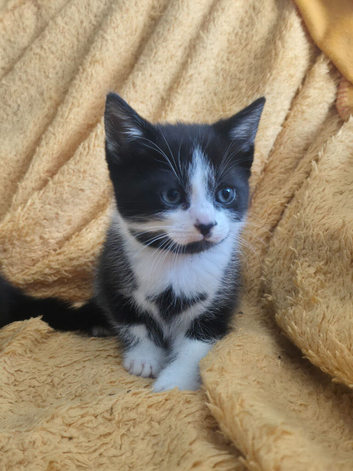 Black and white kittens