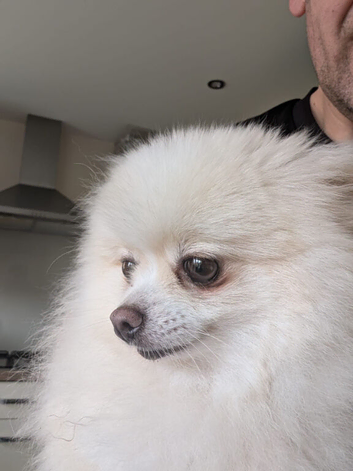 Last Pup, available to leave now. KC registered pomeranian