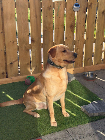 Labrador stud (Proven)
