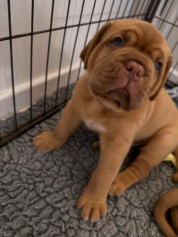 Dogue de Bordeaux puppies