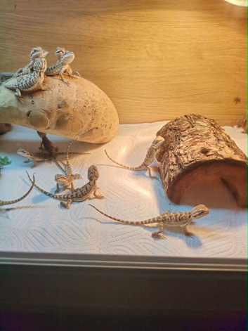 baby bearded dragons