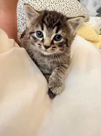 Ragdoll x kitten for sale