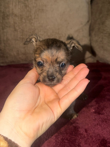 Chihuahua puppies