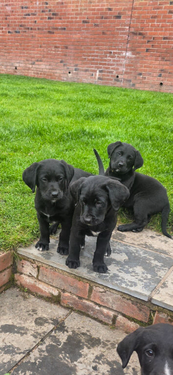 Labernese