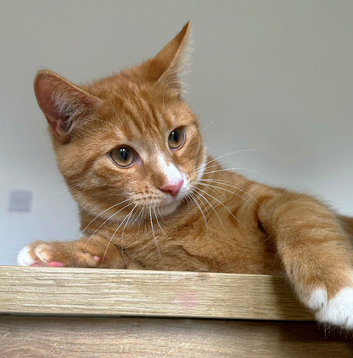 Mittens our lovely ginger female seeks loving home