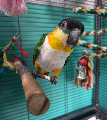 Jake the Caique (black headed)