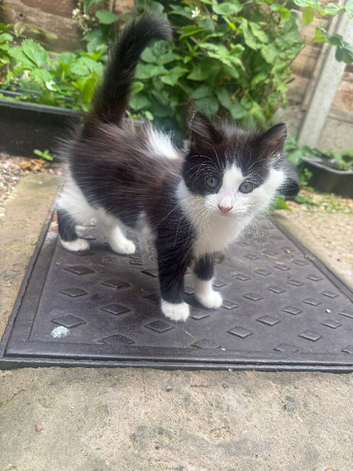 1 kitten girl looking home