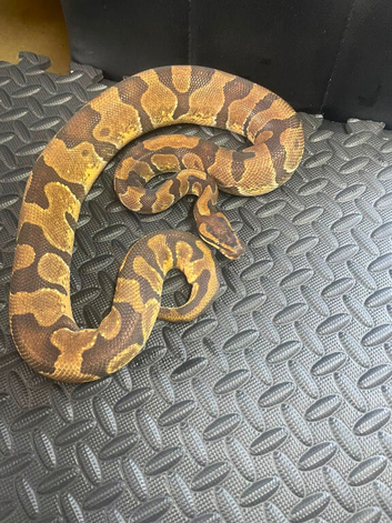 OD enchi d/het tsk dg male