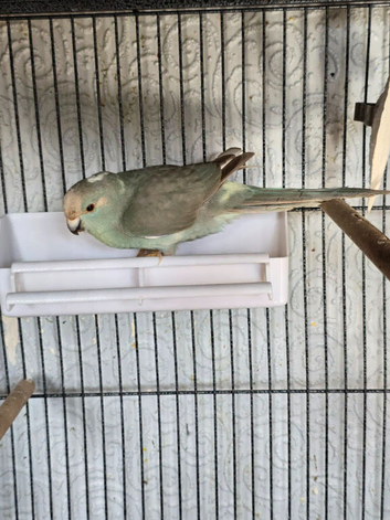 Stunning Turquoise / Blue Kakariki Male &ndash; 4.5 Months Old