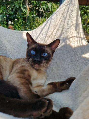 Siamese  X Bengal