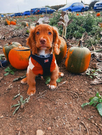 13 week old cocker puppy