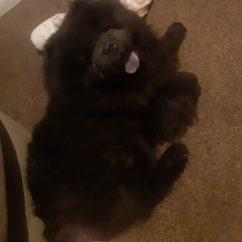 1 year old male chow chow