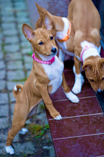 Beautiful girl for sale