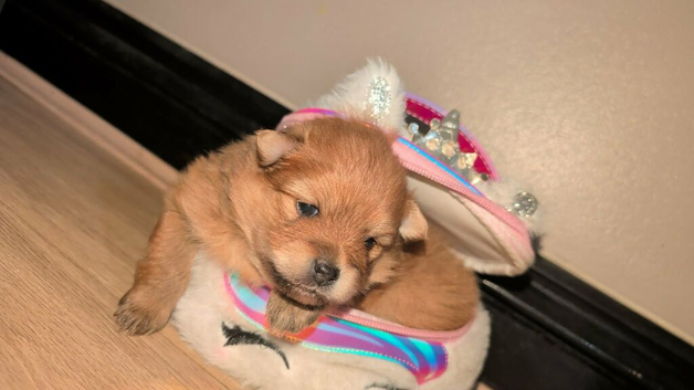 2 beautiful princess pom girls