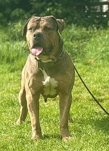 Johnson bulldog