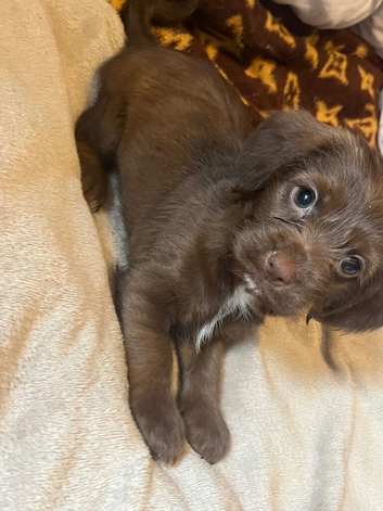 Cookie looking for new home