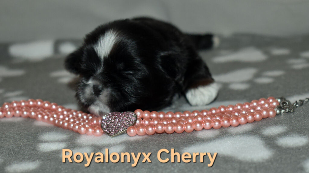 Kc shih tzu imperial line