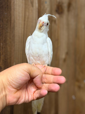 Cockatiel
