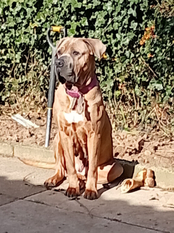 Dog for sale