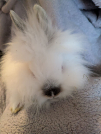 Baby lionhead bunnies